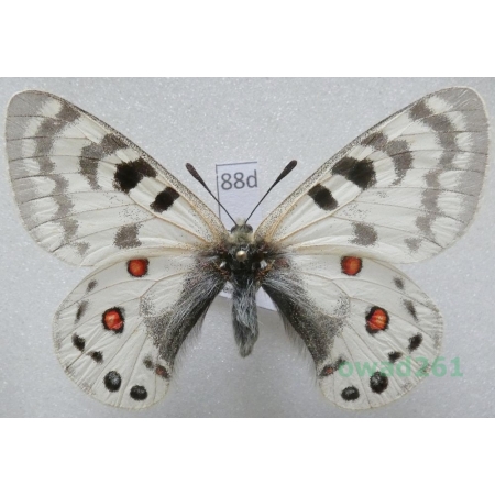 Parnassius maximinus subsp. legezina Bergmann, 1995 Uzbekistan88d